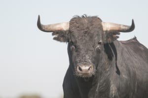 Sternzeichen Stier 5 3 Tipps Fur Partnersuche Karriere Lernen Net