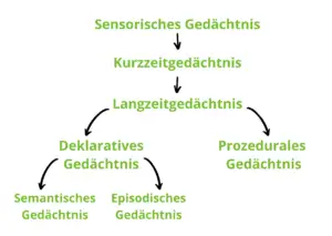 Sensorisches-Gedächtnis-Kurzzeitgeächtnis-Langzeitgedächtnis-Deklaratives-Gedächtnis-Prozedurales-Gedächtnis-Semandtisches-Gedächtnis-Episodisches-Gedächtnis-Struktur